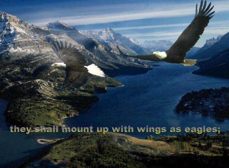 wings.jpg